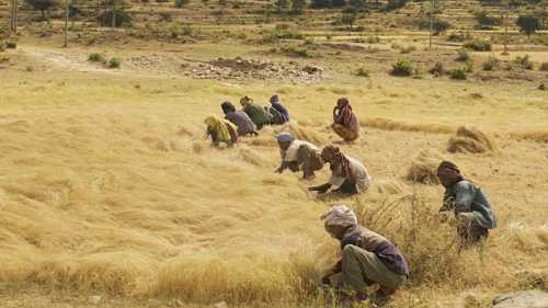 A field of teff in northern Ethiopia with crouched pickers