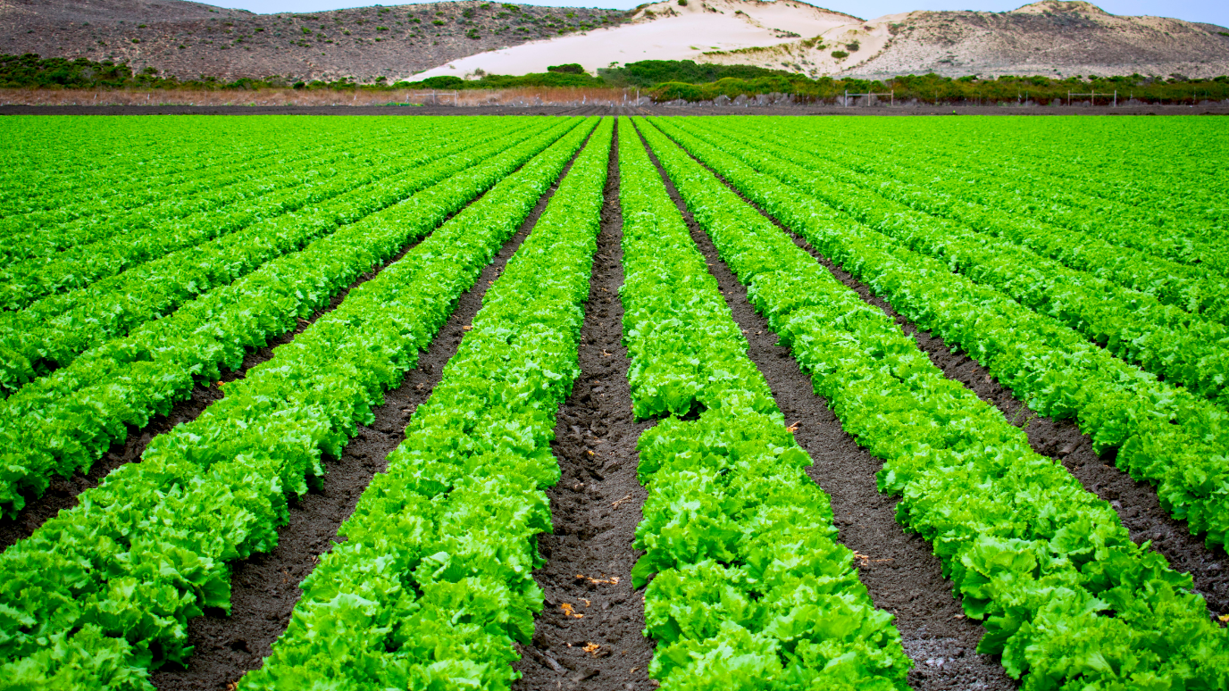 Agriculutre Food Security News Item