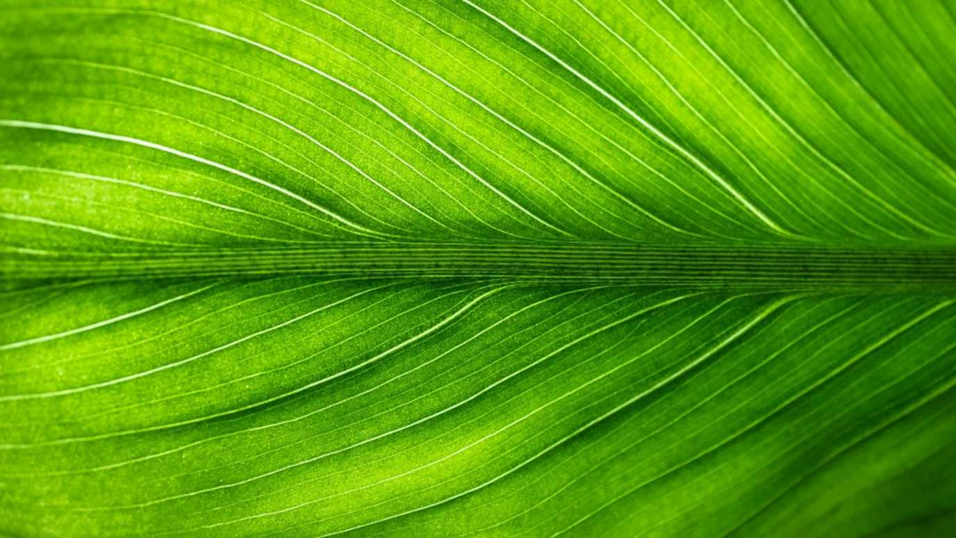 Patrick Hussey - Plant - Biological Sciences
