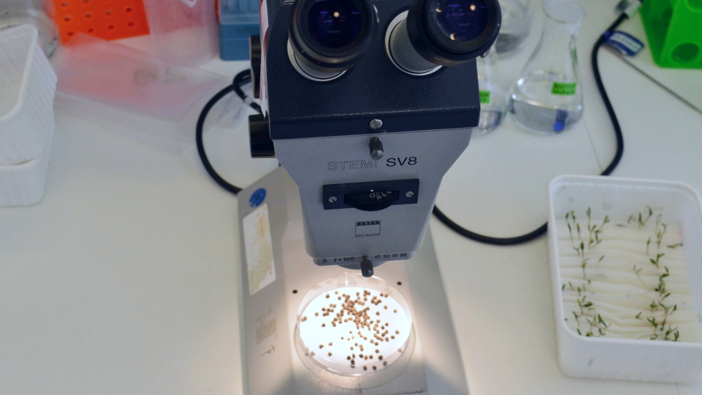 Sample dish of seeds underneath microscope 