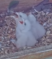 The newly hatched peregrine falcon chicks