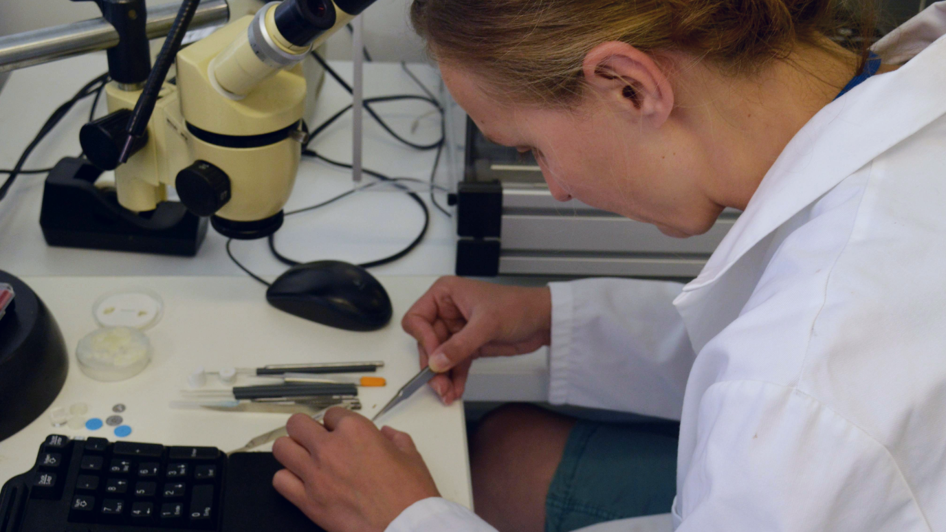 Tina at work in the Seed Biology and Technology Lab 